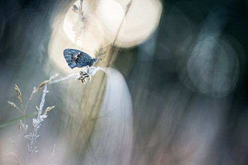 Dreaming I was a butterfly by Bob Daalder