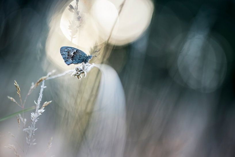 Dreaming I was a butterfly by Bob Daalder