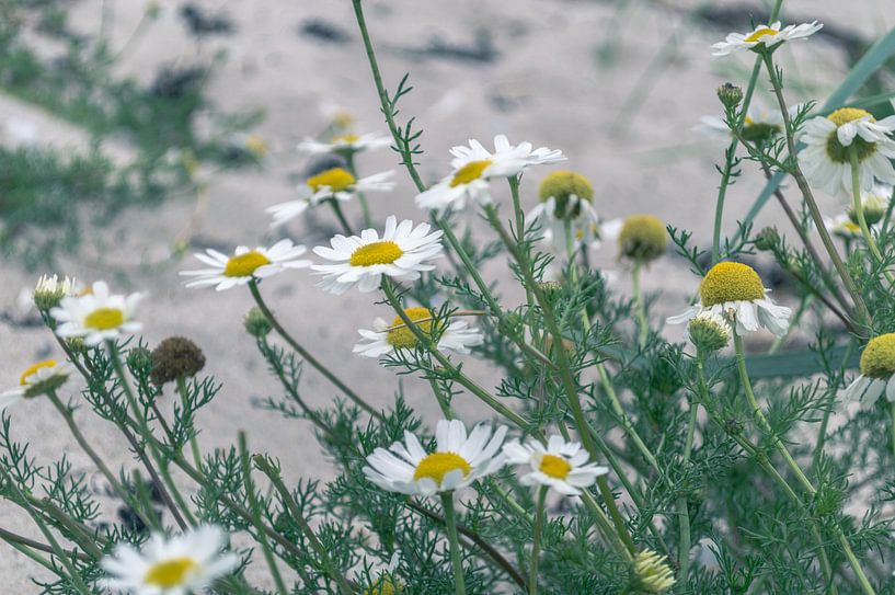 Kamillenblüten von Melvin Fotografie