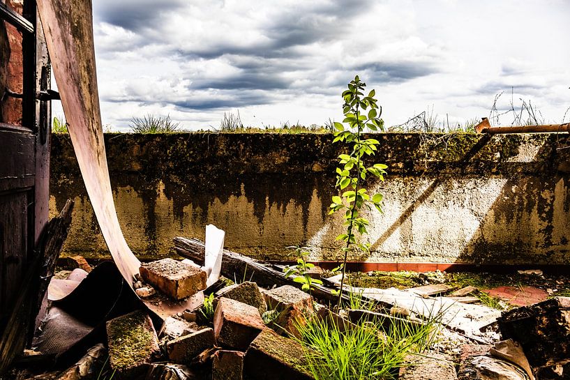 Murs en ruine et nouvelle vie - La nature conquiert le Lost Place par Infinite Decay