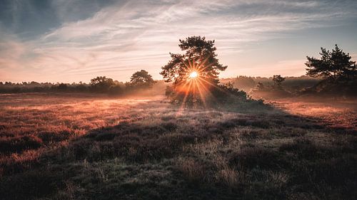 Westruper Heide bei Haltern - Sonnenaufgang im Nebel