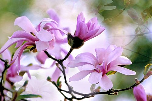 Pink star magnolia