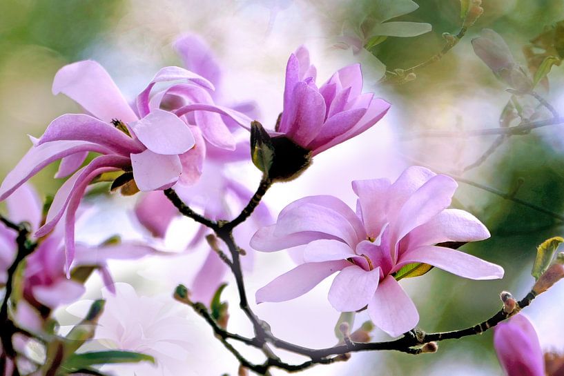 Roze ster magnolia van christine b-b müller