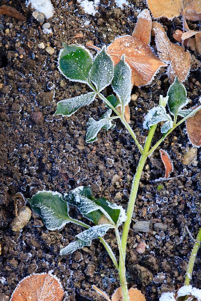 Wintertime by Thomas Jäger