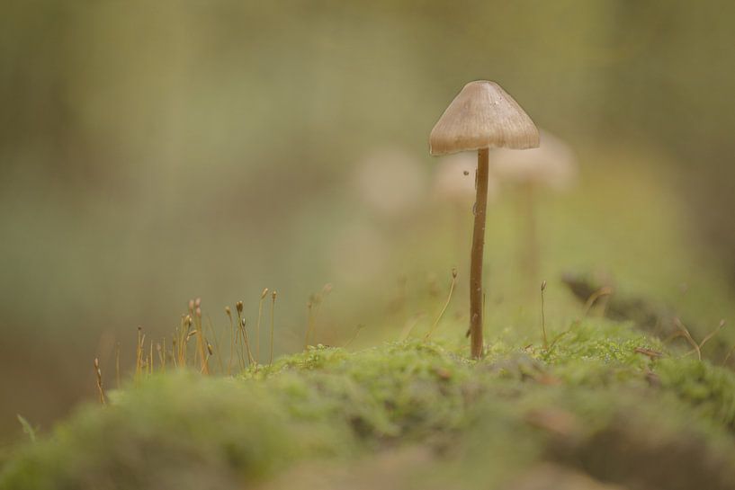 Pilz im Moos von Wilma Ritsema
