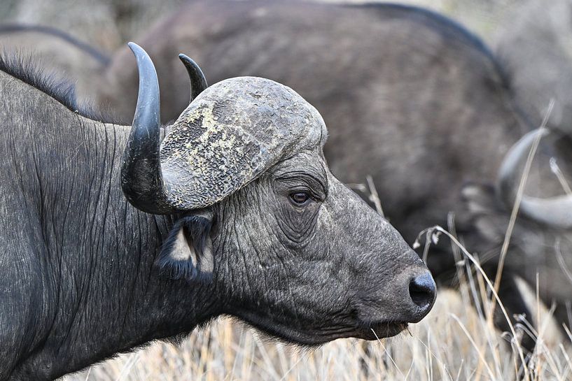 African buffalo from the side by Robert Styppa