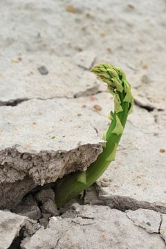 green asparagus in a field by Heiko Kueverling