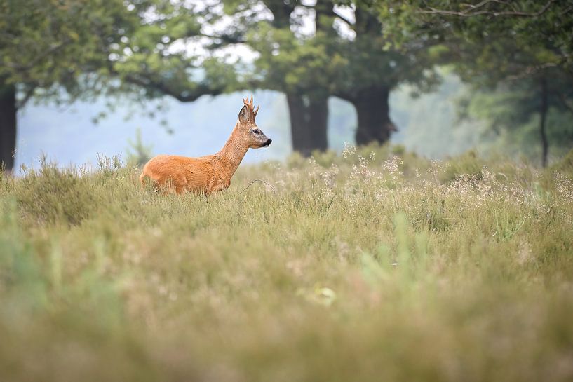 Rehe von Andy van der Steen - Fotografie