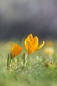 Deux crocus jaunes un matin de printemps