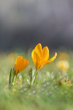 Twee gele krokussen op een lente ochtend van John van de Gazelle fotografie