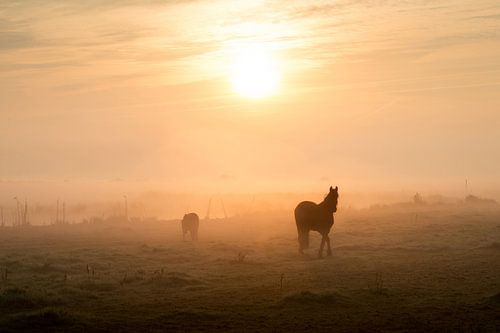 Paarden in het weiland bij sfeervolle zonsopkomst