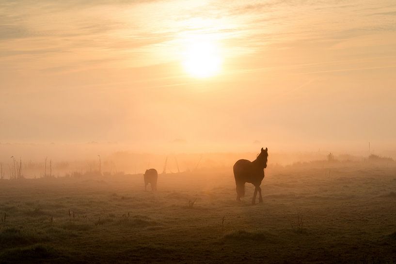 Horses in the meadow at atmospheric sunrise by Keesnan Dogger Fotografie