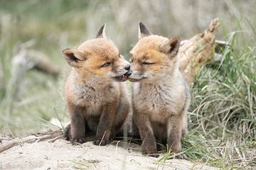 Naughty foxes by HB Photography