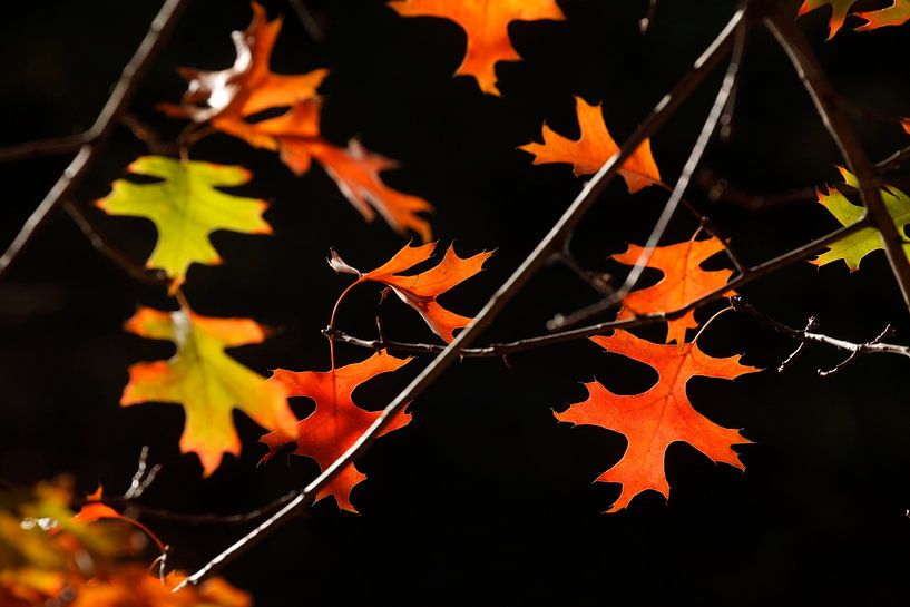 Érable (Acer palmatum), feuillage rouge en automne par Torsten Krüger