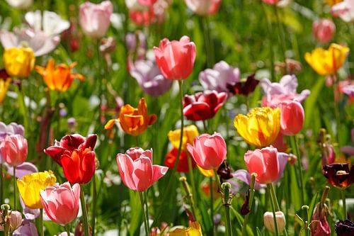 Bunt blühendeTulpen,  (Tulipa), Blumenbeet, Deutschland