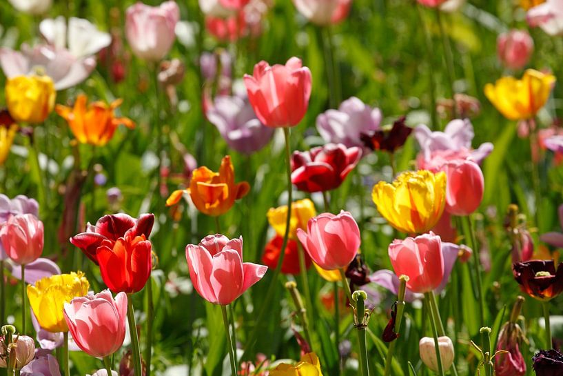 Bunt blühendeTulpen,  (Tulipa), Blumenbeet, Deutschland von Torsten Krüger