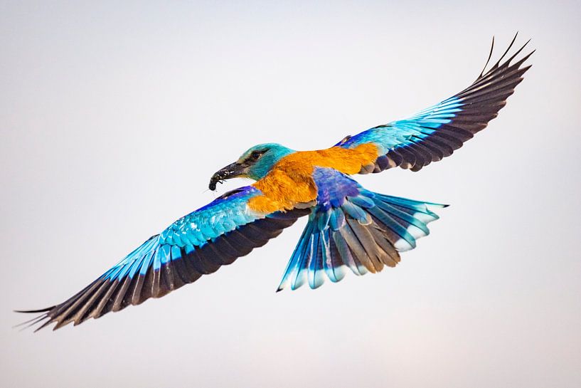The Roller, Coracias garrulus by Gert Hilbink