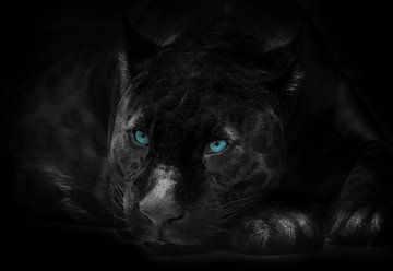 Schwarzer Panther mit blauen Augen von Bert Hooijer