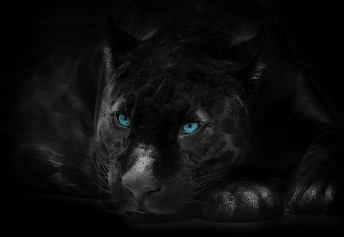 Black panther with blue eyes by Bert Hooijer