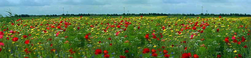 Kornblumen von Ad Turkenburg