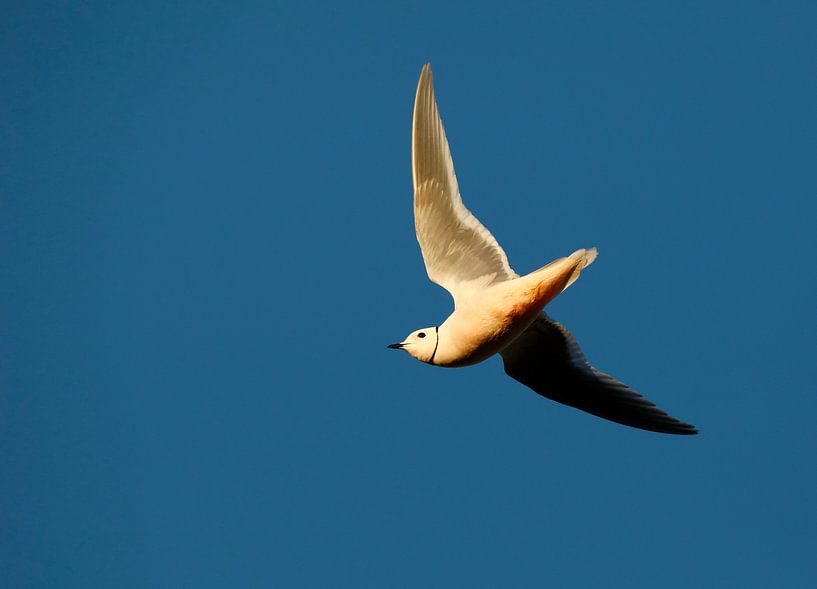 Adult Ross's Gull (Rhodostethia rosea) by Beschermingswerk voor aan uw muur