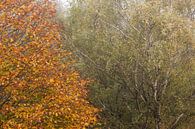 Herfstbomen naast elkaar van Elroy Spelbos Fotografie thumbnail