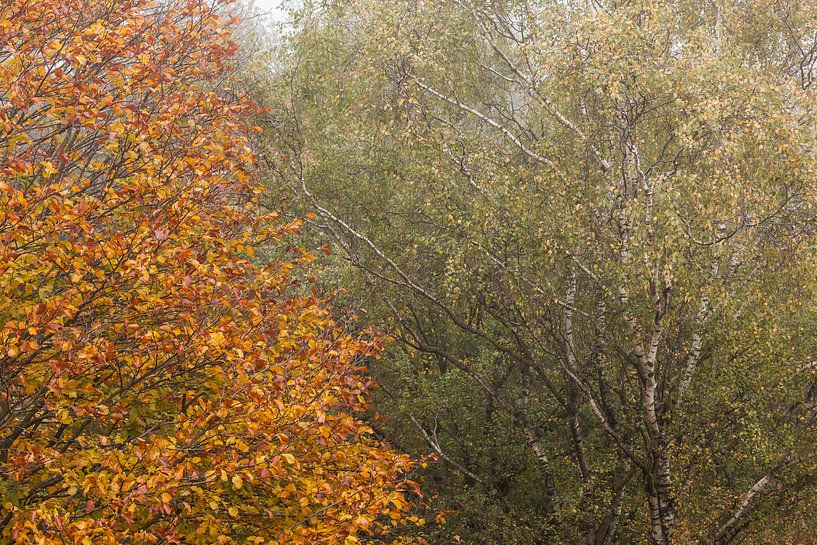 Herfstbomen naast elkaar von Elroy Spelbos Fotografie
