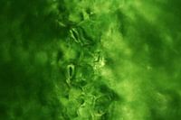 Mystic Plants - Stomata einer Pflanze (Mikrofotografie)