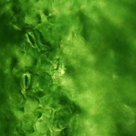 Mystic Plants - Stomates d'une plante (microphotographie) sur MicroMuse Studios - Nina Gruber