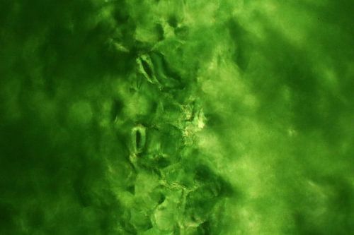 Mystic Plants - Stomata einer Pflanze (Mikrofotografie)