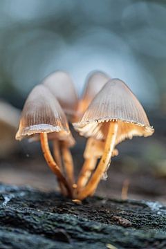 paddenstoelen in het licht van Karin Riethoven