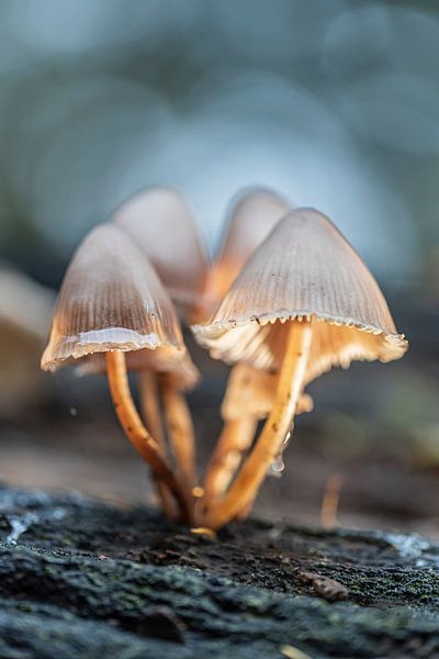 mushrooms in the light by Karin Riethoven