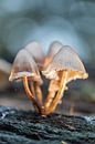 mushrooms in the light by Karin Riethoven thumbnail