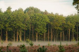 Der Morgennebel hängt über dem lila Heidekraut in Bergen op Zoom