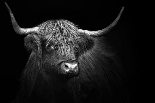 Highlander écossais sur Karel Ton