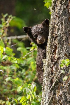 Black bear cub by Menno Schaefer