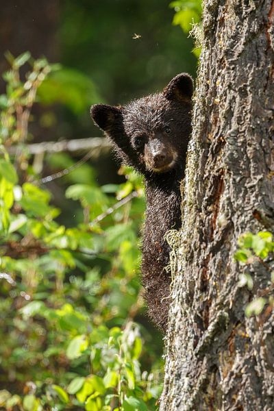 Black bear cub von Menno Schaefer