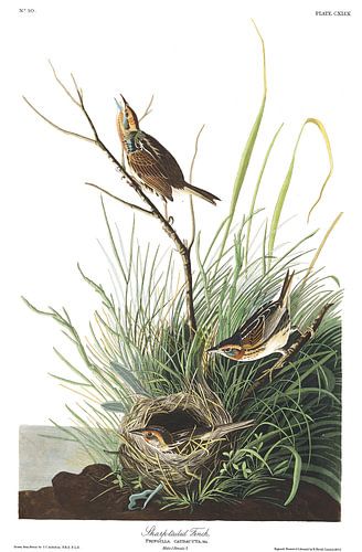 Spitsstaartgors