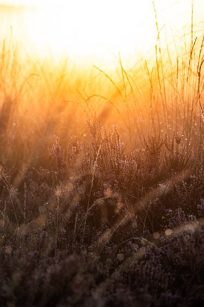 Terlet heathland part 1 by Tania Perneel