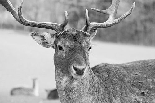 Rudolph? ... zo heet ik niet!