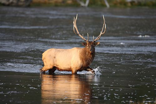 Elk (Wapiti), Cervus elephas, Yellowstone National Park, Wyoming