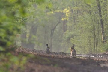 In einem grünen, grünen von Hans-Peter Nouwen