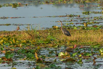 Purperreiger in Wasgamuwa Nationaal Park van Lex van Doorn