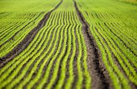 landschapsstrepen