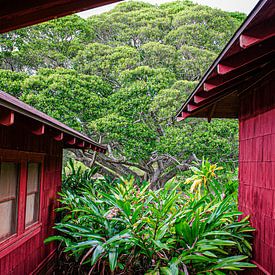 There's a red house over yonder in Hawaii van Michael Klinkhamer