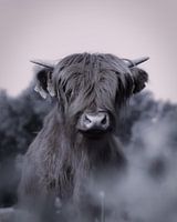 Portret Schotse hooglander zwart/wit