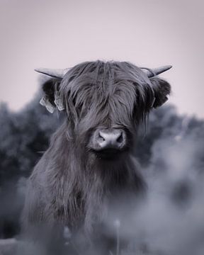 Portret Schotse hooglander zwart/wit van Chantal