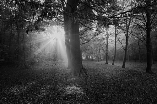 Beams of light at the edge of the Heilooer Forest