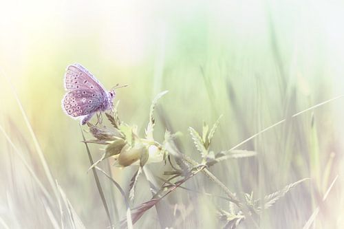 Caught in a dream...