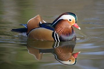 Mandarin-Ente schwimmt im Teich